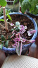 壹植油畫(huà)婚禮吊蘭垂吊植物花卉植物室內花盆栽多肉水培綠植陽(yáng)臺紫露蘭 【今日特價(jià)】精品油畫(huà)吊蘭5-8顆 曬單實(shí)拍圖