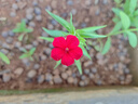 芝櫻花苗叢生福祿考多年生冬天地被植物盆栽陽臺庭院花園耐寒花卉 福祿考種子/包約100粒 5包 曬單實拍圖
