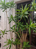 嘆為觀止 大型盆栽 單桿辮子發(fā)財(cái)樹天堂鳥綠蘿散尾葵辦公室內(nèi)開業(yè)喬遷禮品 造型百合竹1.5-1.7米【圓柱盆】 含盆 曬單實(shí)拍圖