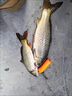 池王（chiwang） 可視魚(yú)桿全套高清探魚(yú)夜視水下帶攝像頭視頻魚(yú)竿釣魚(yú)器神器套裝 長(cháng)續航全防水S1W5輪 軟包 曬單實(shí)拍圖