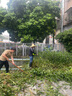 芝浦（zhipu）充電式電動割草機(jī)大功率家用草坪修剪機(jī)手持除草機(jī)21v鋰電 【加強(qiáng)旗艦款】10節(jié)4.0AH兩電 曬單實(shí)拍圖