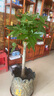 京東綠植發(fā)財(cái)樹大型綠植辦公室內(nèi)花卉招財(cái)植物盆栽除甲醛1.2-1.4m源頭直發(fā) 曬單實(shí)拍圖