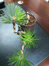 正宗短針黑松微型盆景造型四季常青客廳陽(yáng)臺(tái)綠植花卉盆栽懸崖盆景 已造型1棵3-4個(gè)頭 曬單實(shí)拍圖