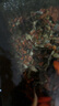 統一小型魚(yú)增艷飼料118g 魚(yú)食孔雀魚(yú)紅綠燈斗魚(yú)熱帶魚(yú)通用魚(yú)糧 曬單實(shí)拍圖