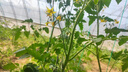 渠得14羥基蕓苔素甾醇植物生長(zhǎng)調(diào)節(jié)劑葉面肥解藥害壯苗增強(qiáng)抗性500ml 曬單實(shí)拍圖