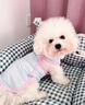阿莫爾狗狗衣服夏季清涼冰絲背心貓咪衣服防掉毛防曬小型犬比熊小狗衣服 清新綠【冰爽透氣帶牽引扣】 XS(建議1-3斤具體參考胸圍背長(cháng)) 曬單實(shí)拍圖