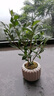 八芽小葉梔子花盆栽開花植物室內(nèi)桌面茶幾好養(yǎng)花卉綠植辦公室凈化空氣 小葉梔子花-陶瓷豎紋盆 帶盆栽好 曬單實拍圖