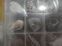天然海螺貝殼套餐 標(biāo)本螺海星禮盒海洋生物科普幼兒園科教擺件 套餐七 曬單實(shí)拍圖