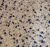 乖巧貓砂豆腐貓砂砂納基礦砂混合奶香貓砂10kg膨潤土除臭低塵2.5kg/袋 混合貓砂 2.5kg/包*8包 曬單實拍圖