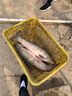日本進(jìn)口碳素禧瑪精工系列魚(yú)竿長(cháng)節遠投桿大物暴力海竿拋竿超硬碳 3.6m +全金屬6000漁輪套裝 曬單實(shí)拍圖