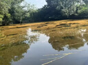3魚(yú)塘除鐵銹凈水劑除綠藻水除藻濁清水質(zhì)凈化劑不傷魚(yú)蝦消毒殺菌藥 10粒 6包 【魚(yú)塘除鐵銹水專(zhuān)用】 曬單實(shí)拍圖