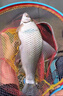 川澤加強版全無結線組主線組綁好成品尼龍魚線拉力強勁臺釣鯽鯉魚線 全無結線組【7.2米】3卷裝 5.0號 曬單實拍圖