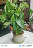 仟草集幸福樹(shù)盆栽富貴樹(shù)綠色植物辦公室綠植花卉室內植物大小盆栽盆景 曬單實(shí)拍圖