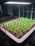 尼特利AT5S水草燈545S三代專業(yè)級全光譜led伸縮魚缸燈專用植物補(bǔ)光燈 曬單實(shí)拍圖
