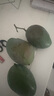 京鮮生 攀枝花凱特芒果 凈重4.5斤 單果600g 水果 源頭直發(fā)【搜生鮮館】 曬單實(shí)拍圖