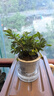 幼兒園植物小盆栽含羞草盆栽室內趣味花卉四季害羞草陽(yáng)臺植物學(xué)校 10cm左右含羞草【0.5加侖盆】+肥料 含盆 曬單實(shí)拍圖