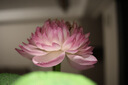 永諾50F1.8R DF 多規(guī)格R口全畫幅標(biāo)準(zhǔn)定焦鏡頭 適用R口微單相機(jī) 黑殼 曬單實拍圖