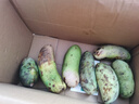 采緹（CAITI）新鮮九月黃八月瓜八月炸水果新鮮5斤當季野香蕉甜香瓜預知子孕婦 精選三斤裝 大果精選裝 單果120g左右 曬單實(shí)拍圖