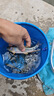 迪卡儂釣魚打水桶可折疊帶繩活魚桶折疊加厚桶裝魚桶釣箱-2428137 曬單實拍圖