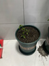 蔬菜苗幼苗四季種易活西紅柿苗盆栽地栽番茄苗圣女果苗陽(yáng)臺(tái)種植 粉番茄苗3棵 曬單實(shí)拍圖