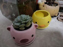 貴秘書(shū)多肉花盆陶瓷清倉簡(jiǎn)約大號特價(jià)家用卡通盆肉肉創(chuàng  )意粗陶小花盆室內 HR04-05兩件套 曬單實(shí)拍圖