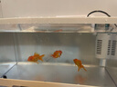 BARBAROUS GROWTH小型魚(yú)缸內置過(guò)濾器靜音增氧泵三合一體機循環(huán)系統水質(zhì)凈化免換水 5W四合一過(guò)濾【適合60cm以?xún)鹊母住?曬單實(shí)拍圖