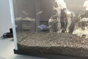 特藍斑馬魚(yú)觀(guān)賞魚(yú)三湖慈鯛馬鯛活體魚(yú)耐養易活中小型熱帶魚(yú)淡水魚(yú) 3-4cm三湖慈鯛-非洲藍斑馬5送1 曬單實(shí)拍圖