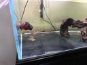 老漁匠老漁匠環(huán)流造浪泵超低噪小型魚(yú)缸底部吹糞器沖浪泵造浪機老魚(yú)匠 【低噪強動(dòng)力】6W【6000L】 曬單實(shí)拍圖