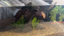 中國斗魚活體活魚冷水觀賞魚小好養(yǎng)耐活魚小型淡水自來水黃金斗魚 魚苗黃金+游龍+白兔3公分各二條 曬單實拍圖
