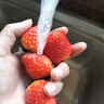 諸氏橙品【空運(yùn)】草莓 奶油草莓紅顏/白玉草莓孕婦當(dāng)季新鮮水果多地次日配 紅草莓4盒，15粒/盒，單果20g+ 曬單實(shí)拍圖