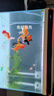 森森（SUNSUN）超白玻璃魚缸一體缸自循環(huán)客廳小型家用水族箱生態(tài)免換水金魚缸 HE-800超白缸 內(nèi)置棉和濾材 曬單實拍圖