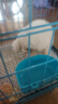 咯咪博美犬寵物狗狗活體幼崽博美幼犬純種俊介犬茶杯犬活體搏美犬 母 曬單實拍圖