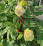 牡丹花苗大苗耐寒耐熱好養(yǎng)活牡丹帶花苞老樁樹(shù)苗庭院地栽觀賞牡丹 10年老樁牡丹【綠幕】帶土球 曬單實(shí)拍圖