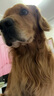 LISM狗狗衣服夏天防掉毛大型犬戶外夏季防曬衣金毛薄款防蟲透氣背心 網(wǎng)布背心黃色熊頭 7XL(胸圍102cm 80-100斤) 曬單實(shí)拍圖