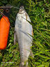 釣之屋DN泛用路亞竿DRAGON遠投竿高感度鱸魚(yú)翹嘴鱖魚(yú)海鱸竿變調 1.98m DN泛用系列S662L泛用直柄竿 曬單實(shí)拍圖