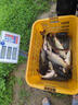 日本進口純碳素魚線50米100米碳素釣魚線海釣路亞前導線碳線碳纖 50米7.0# 曬單實拍圖