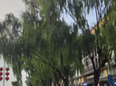 草原白酒【萬(wàn)評(píng)】【酒廠直供】?jī)?nèi)蒙古特產(chǎn)清香型純糧食固態(tài)發(fā)酵送長(zhǎng)輩 60度 494mL 20瓶 曬單實(shí)拍圖