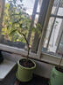 造型花葉鴨腳木盆栽鵝掌木本植物室內耐陰耐曬好養綠植盆栽中古風(fēng) 造型花葉鴨腳木【1顆】+原土發(fā)貨 曬單實(shí)拍圖