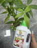 金雅特植物營(yíng)養液通用水培綠植花卉盆栽肥料發(fā)財樹(shù)綠蘿多肉濃縮液體肥 曬單實(shí)拍圖