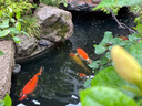 統(tǒng)一 寶多福錦鯉魚飼料增體魚糧增色錦鯉魚食不渾水育成觀賞魚飼料 20kg黑袋統(tǒng)一快速增體L大粒7.5mm（上浮料） 曬單實拍圖