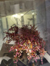 拼酷鳳冠花轎3d立體金屬拼圖DIY手拼裝模型十里紅妝情人節(jié)生日禮物 扶搖（含支架）+防塵罩+工具+燈 曬單實拍圖
