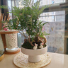 自然空間朧月菖蒲吉利紅組合盆栽室內(nèi)綠植藝術(shù)盆景懶人好養(yǎng)桌面擺件送禮 白馨托造景狼尾蕨+兔子*2 帶盆栽好 曬單實(shí)拍圖