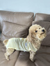 MIKI PAD狗狗衣服春夏季薄款包護(hù)肚衣絕育服術(shù)后防舔貓咪衣服透氣防掉毛 背心護(hù)肚衣-黃色#可做絕育服 S+ 胸圍38背長28（建議6-8斤） 曬單實(shí)拍圖