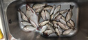 民間藝人淺水漂短漂草洞短款輕口小鯽魚(yú)白條加粗醒目納米浮漂漁具垂釣用 QS-04漂長(cháng)18.5CM7目加粗尾1.3g 曬單實(shí)拍圖
