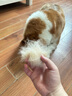 鋒上狗狗玩具寵物戶外足球邊牧中大型犬柯基互動耐咬解悶訓(xùn)練巡回球 曬單實拍圖
