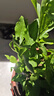 茉莉花群生茉莉雙色茉莉花苗盆栽四季濃香型室內(nèi)外盆栽鴛鴦茉莉花 雙色茉莉+加侖盆 曬單實(shí)拍圖