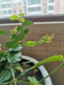 帶花苞筆尖茉莉花盆栽單瓣獨桿濃香型花卉大全陽臺客廳好養(yǎng)活驅(qū)蚊 6年苗【帶花苞】獨桿樹型 曬單實拍圖