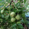 北京同仁堂公丁香中藥材泡茶泡水特級(jí)雄丁香干正品川菜鹵料香料京自旗艦 公丁香50g(香味濃郁) 曬單實(shí)拍圖