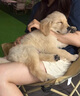 朵蔓純種金毛犬幼犬雙血統(tǒng)大骨架金毛家養(yǎng)大型家庭犬金毛聰明寵物狗狗 血統(tǒng)級 金毛 公 曬單實拍圖