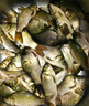 木允瑤魚(yú)味道神經(jīng)誘導素野釣餌料鯽魚(yú)散炮草魚(yú)餌誘魚(yú)劑的釣魚(yú)小藥野釣 神經(jīng)誘導素*100ml ( 1瓶體驗裝) 曬單實(shí)拍圖